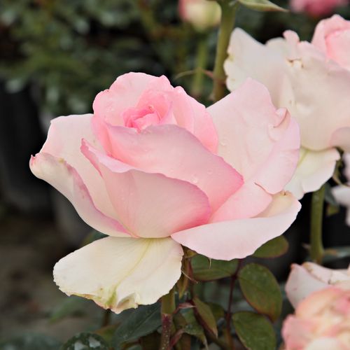 Rosa  Grand Siècle™ - różowy  - Róże pienne - z kwiatami hybrydowo herbacianymi - korona równomiernie ukształtowana
